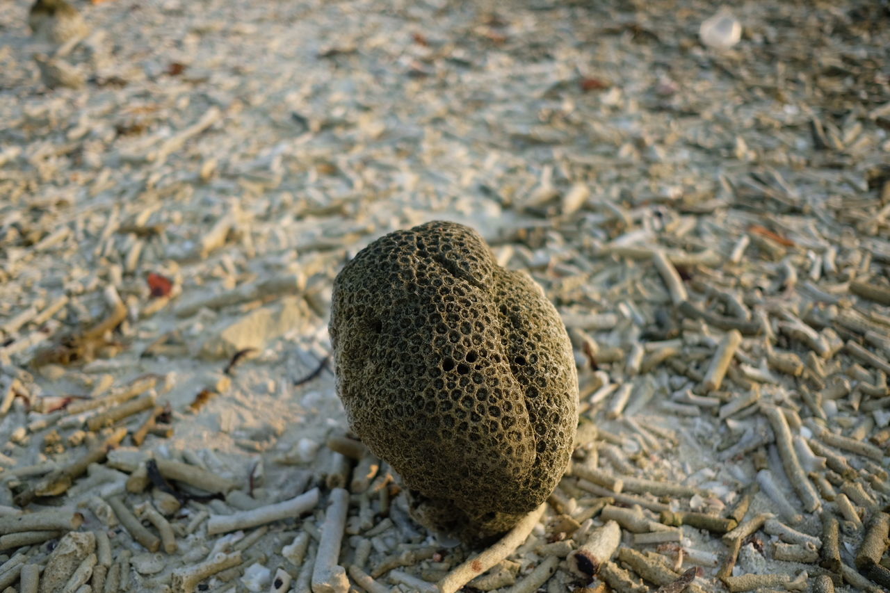 CLOSE-UP VIEW OF CRAB ON SAND