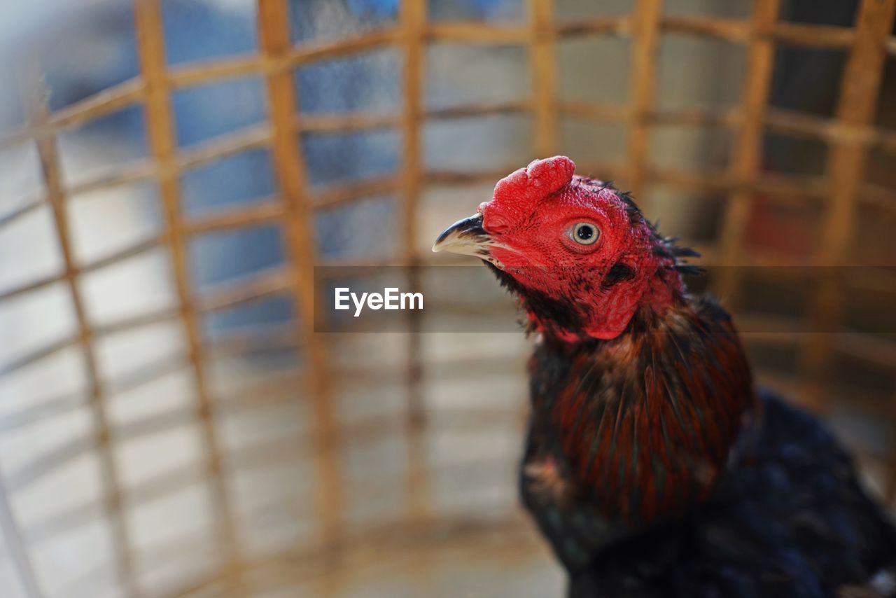 Close-up of rooster in cage