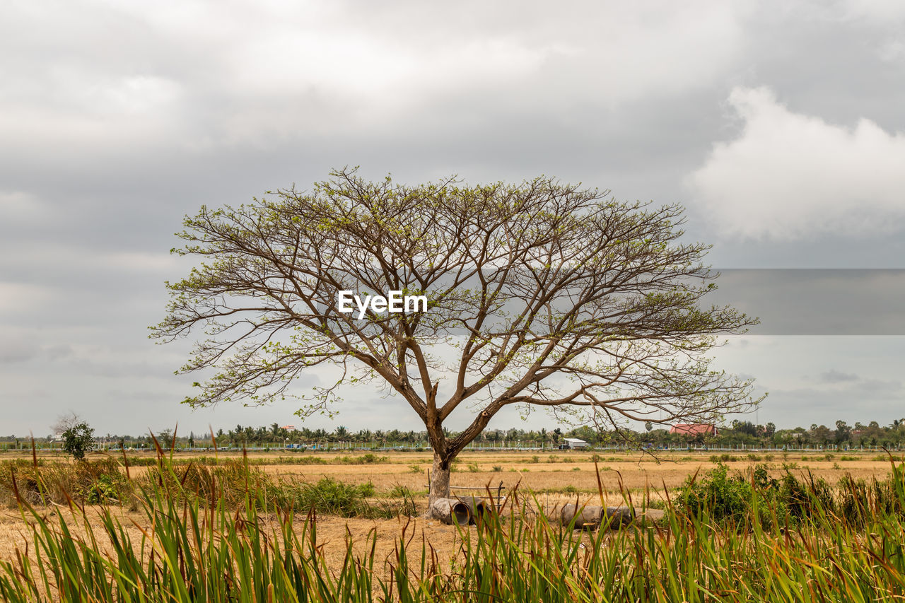 BARE TREE IN FIELD