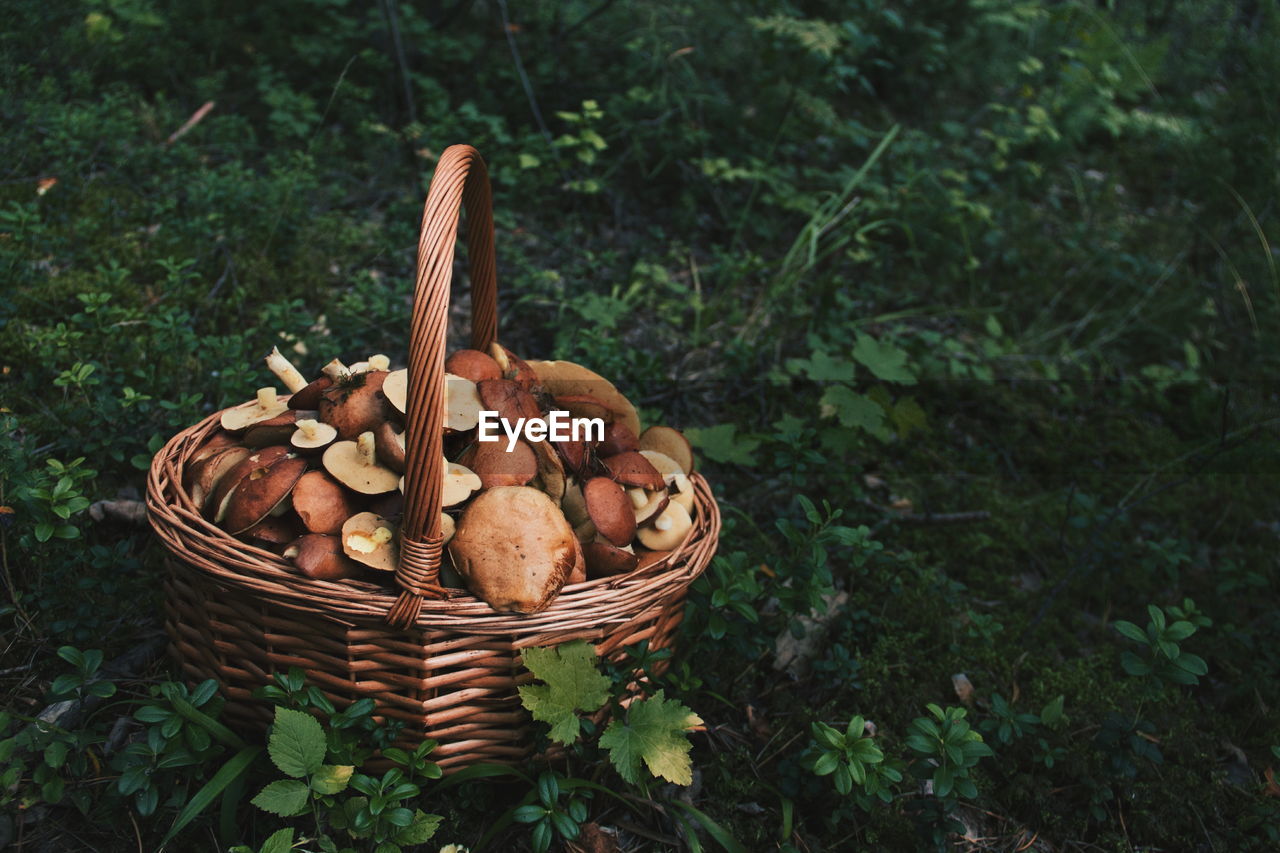 High angle view of mushrooms in basket at forest