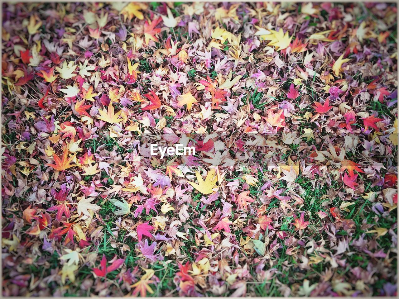 Full frame shot of dry fallen leaves on field