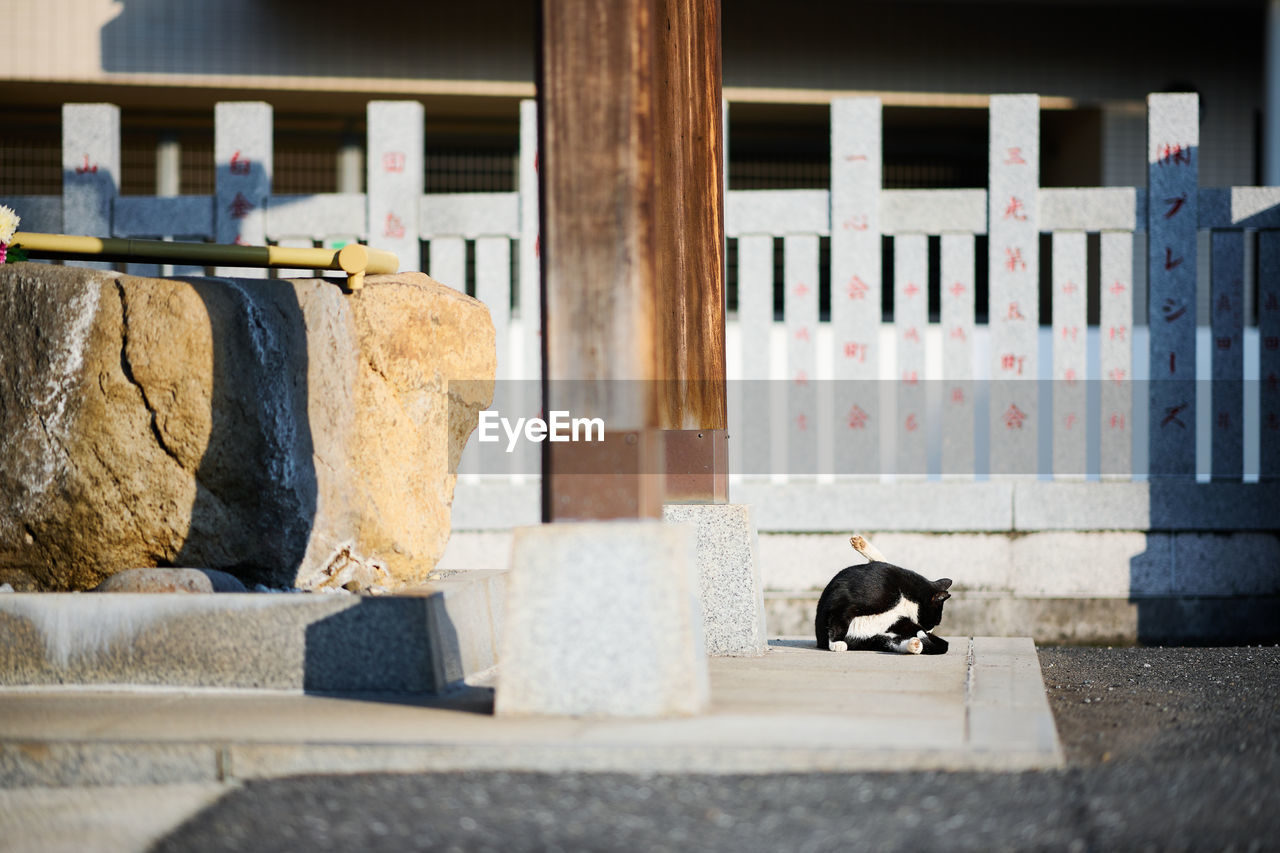 Black and white cat sitting beside a wooden pillar of a temple