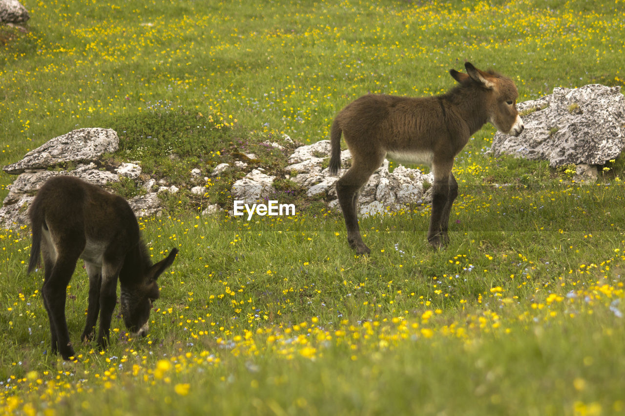 View of two donkeys on field