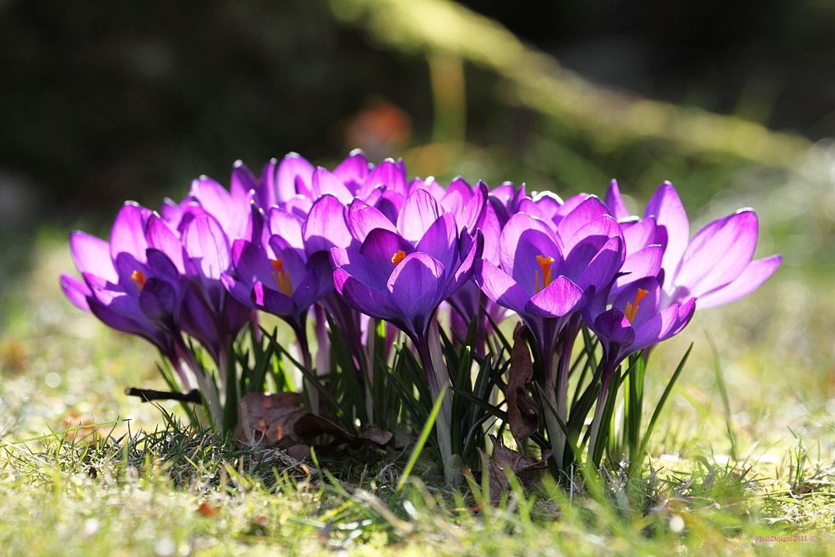 CLOSE-UP OF PURPLE FLOWERS BLOOMING ON FIELD