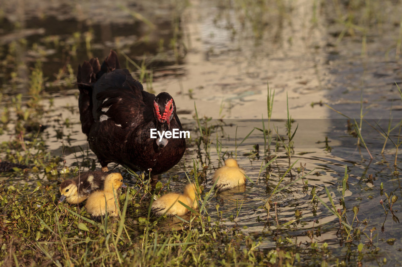 Mother and baby muscovy ducklings cairina moschata flock together in a pond in naples, florida