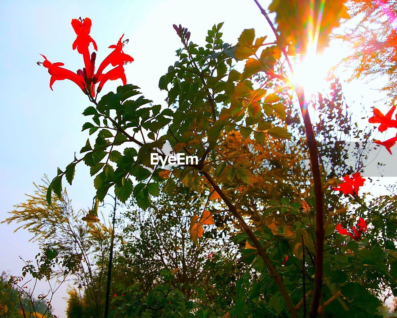 LOW ANGLE VIEW OF TREES AGAINST SKY