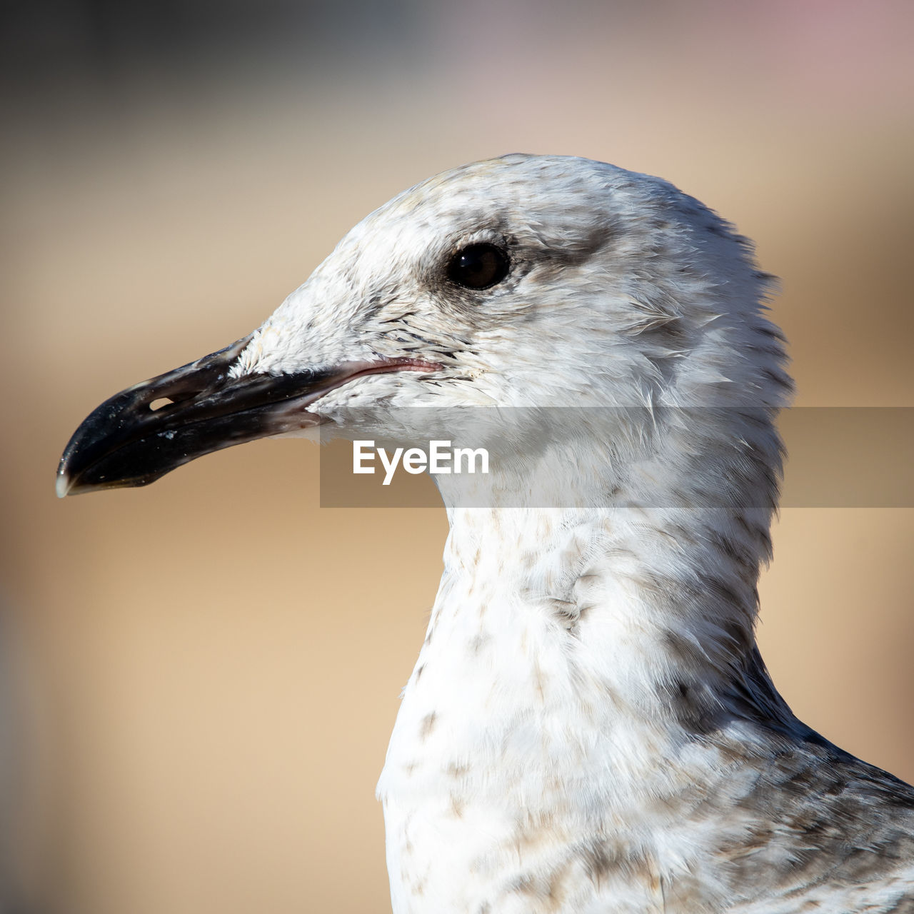 Close-up of seagull