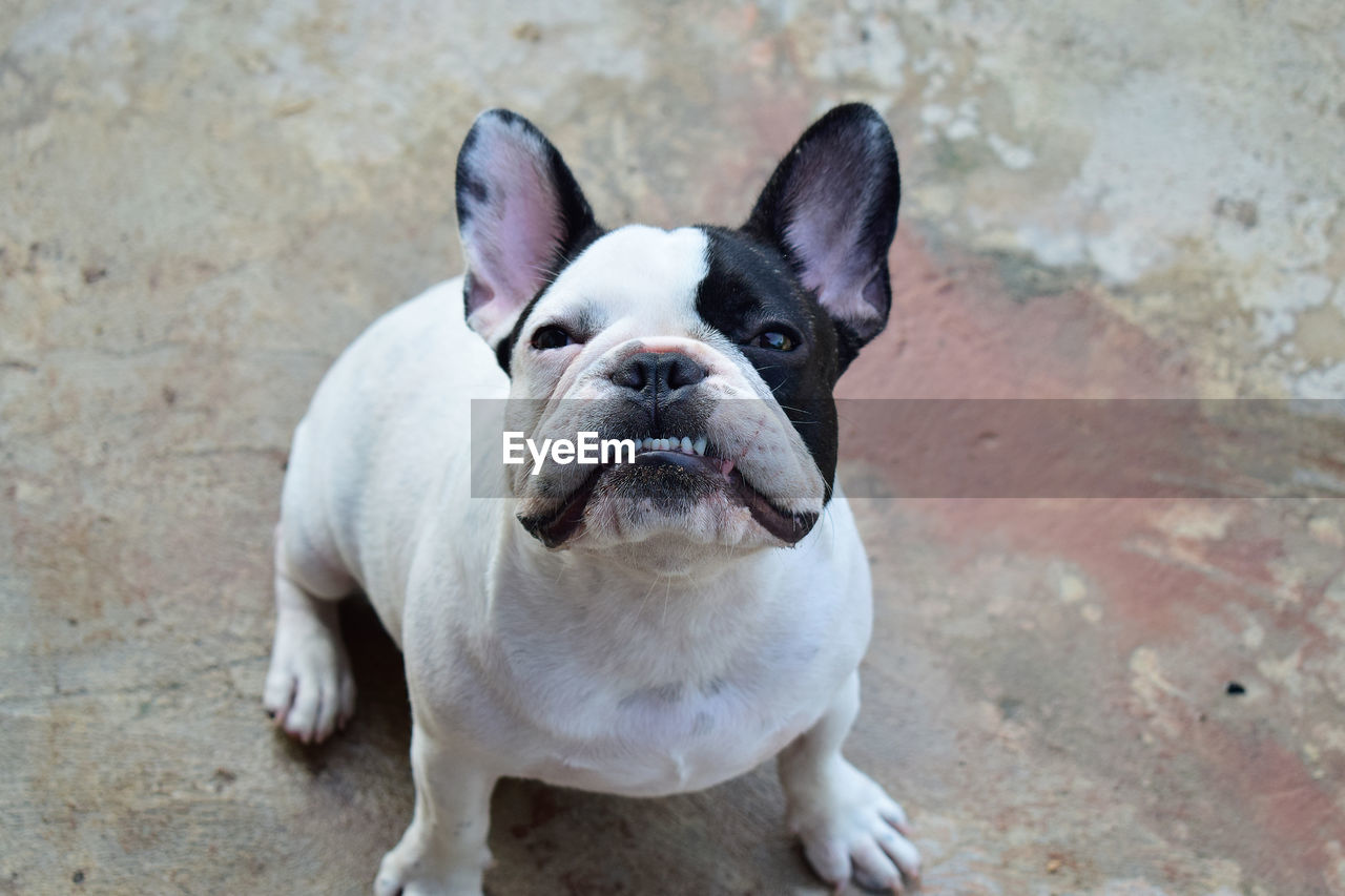 HIGH ANGLE VIEW OF DOG STANDING ON ROCK