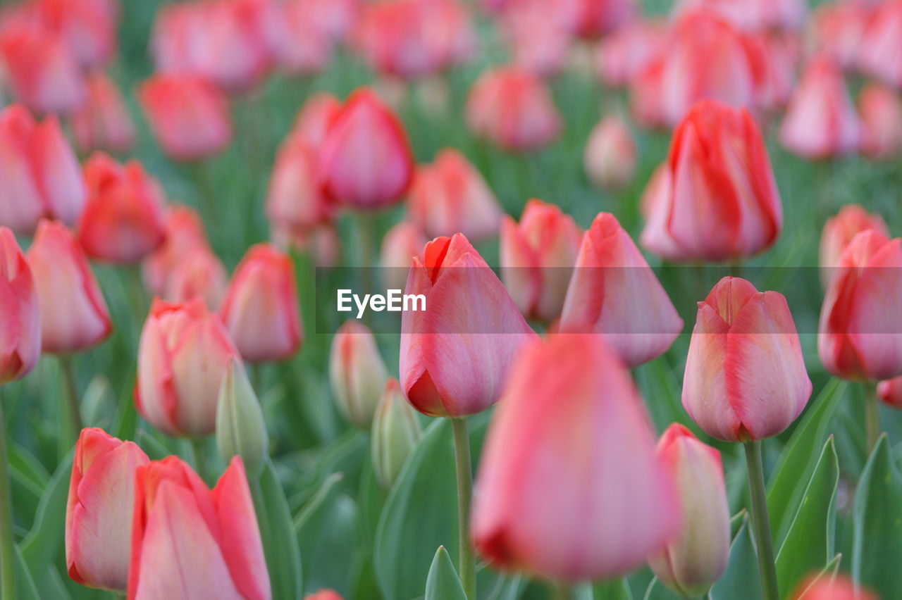 CLOSE-UP OF PINK TULIP FLOWERS ON FIELD