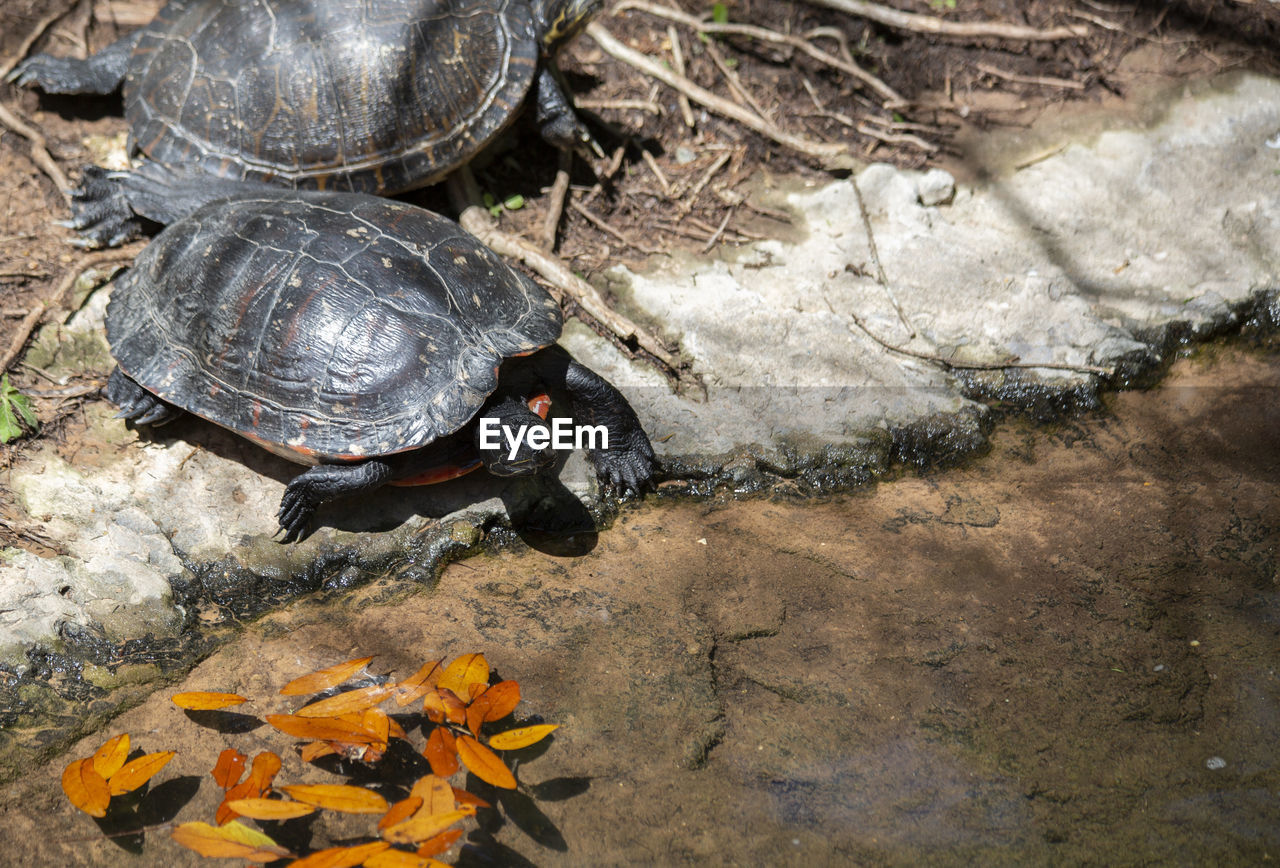 Southern painted turtle moving away from another turtle on the shore of a small manmade pond