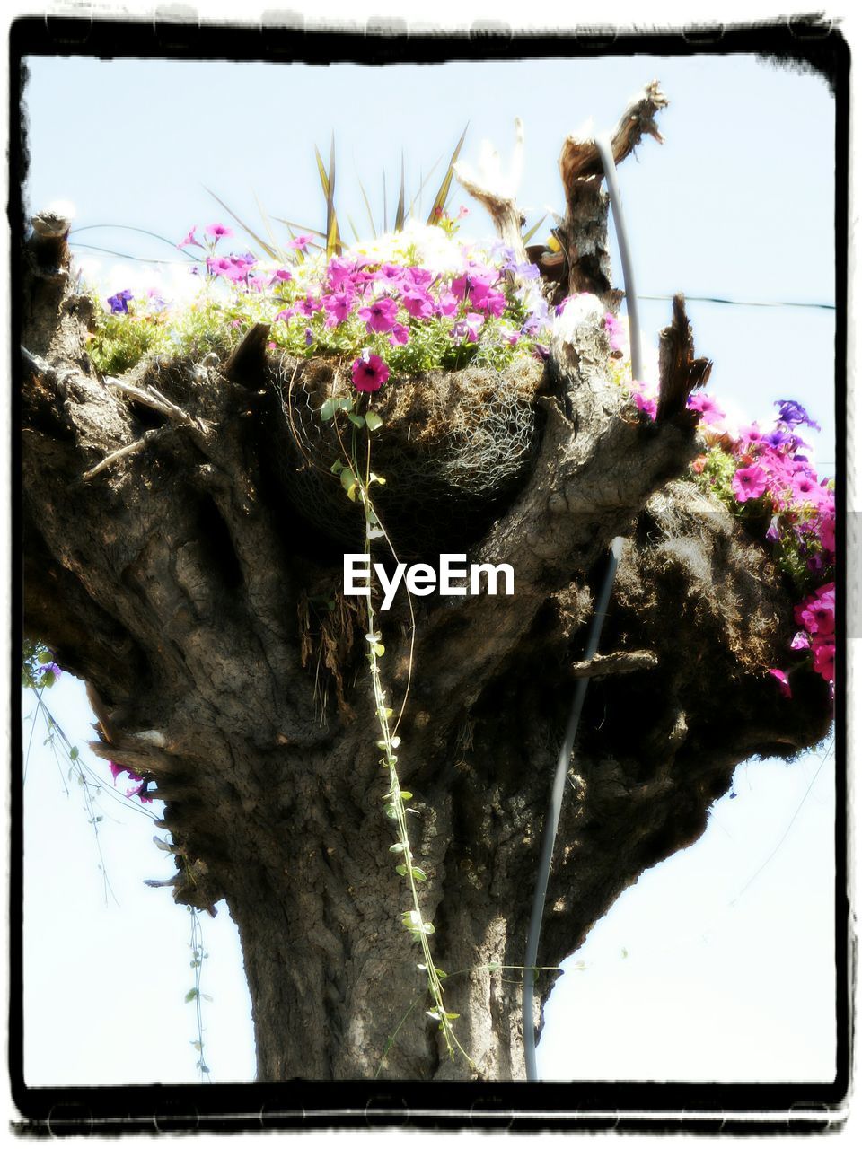 PLANTS GROWING ON TREE TRUNK