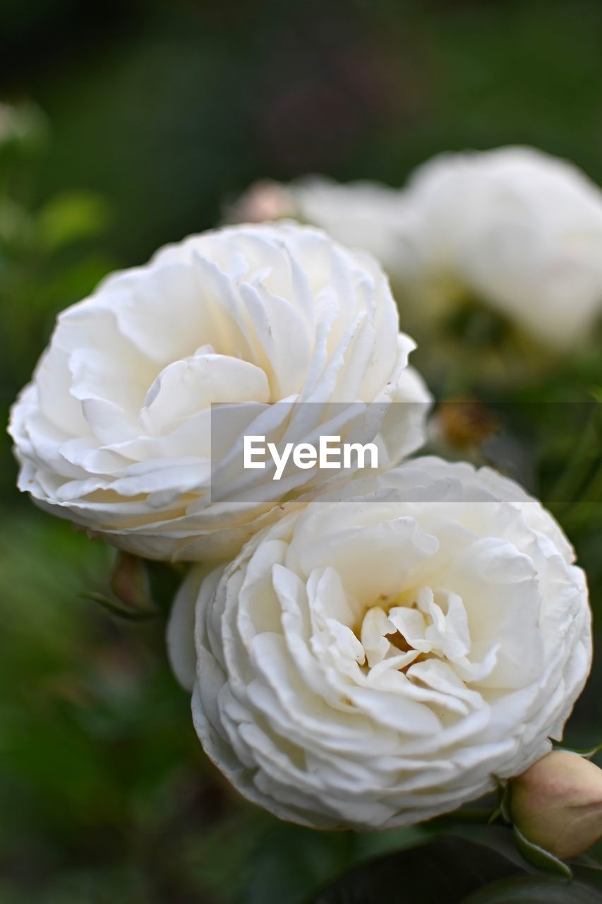 Close-up of white rose