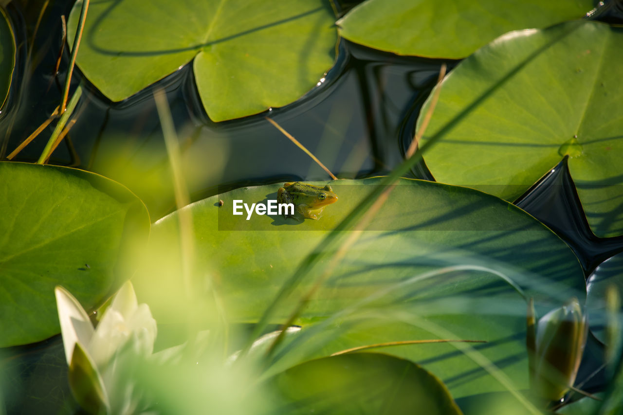 A beautiful common green water frog enjoying sunbathing in a natural habitat at the forest pond. 