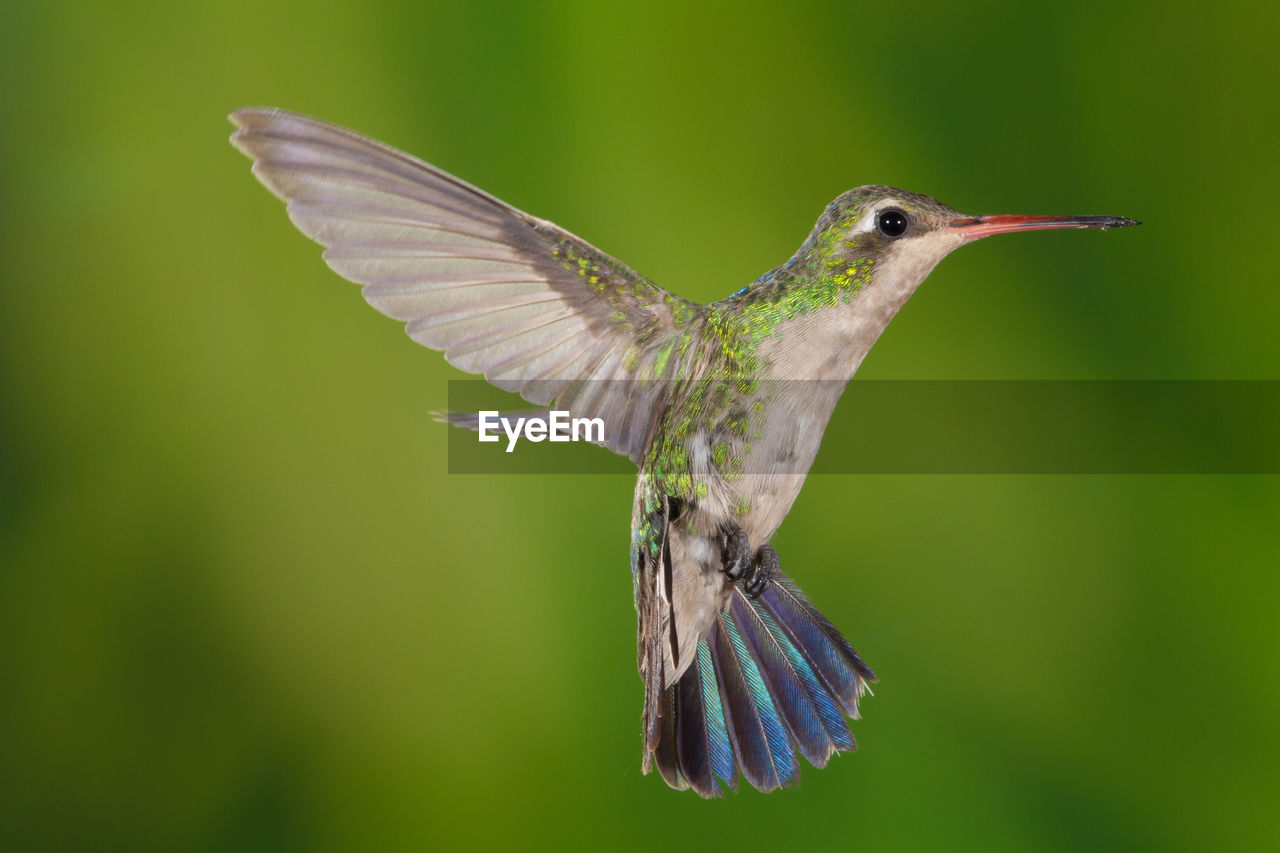 CLOSE UP OF A BIRD