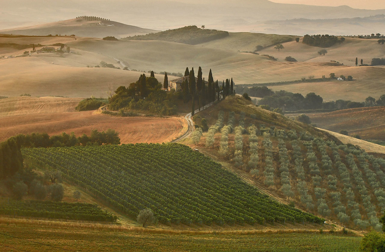 Scenic view of green vineyards