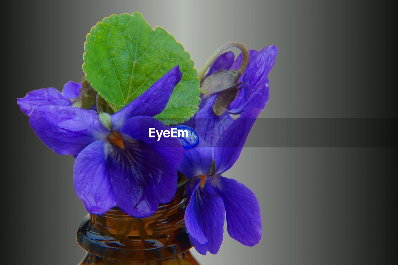 CLOSE-UP OF BLUE FLOWERS