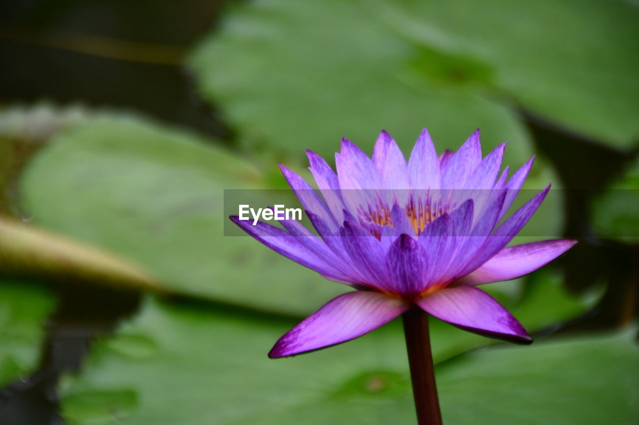 Close-up of purple water lily in pond