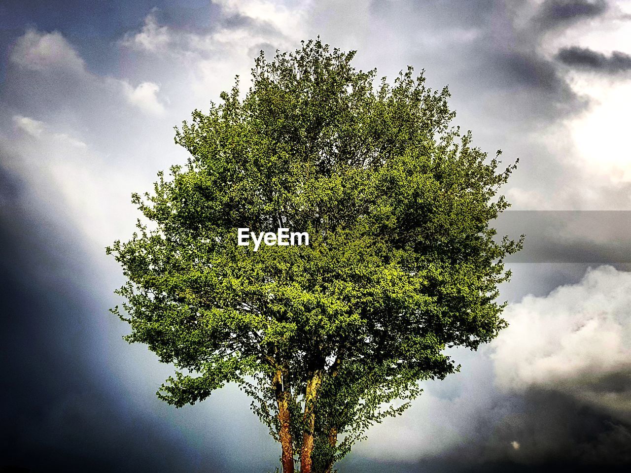 Low angle view of tree against sky