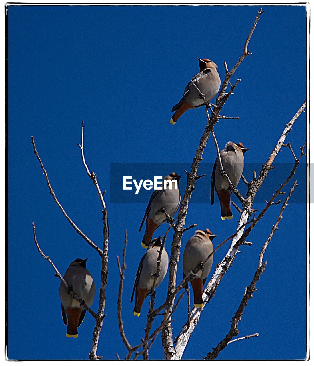 LOW ANGLE VIEW OF BIRDS PERCHING ON TREE AGAINST CLEAR BLUE SKY