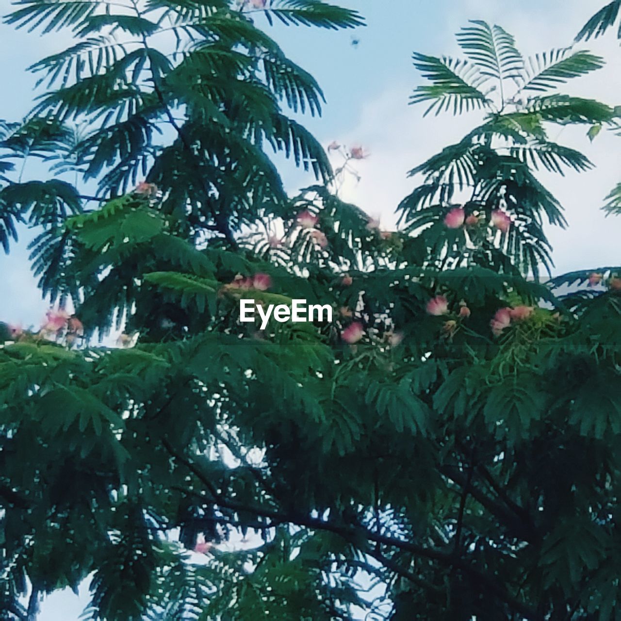 LOW ANGLE VIEW OF PALM TREE