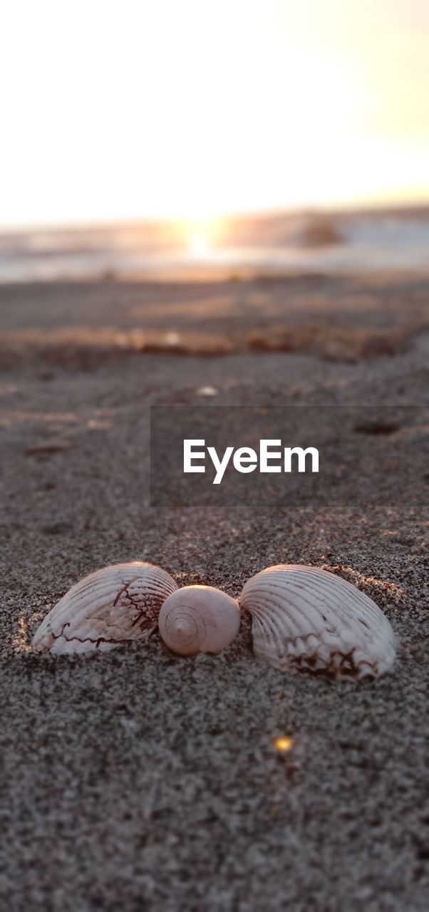 CLOSE-UP OF SEASHELL ON BEACH