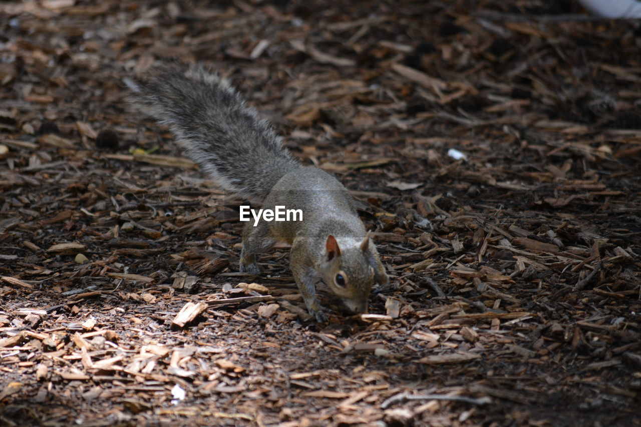 SIDE VIEW OF SQUIRREL ON FIELD