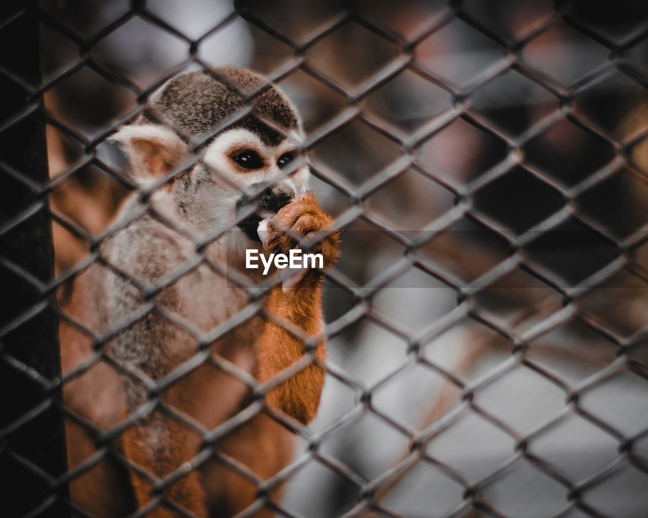 CLOSE-UP OF AN ANIMAL CAGE IN CHAINLINK FENCE