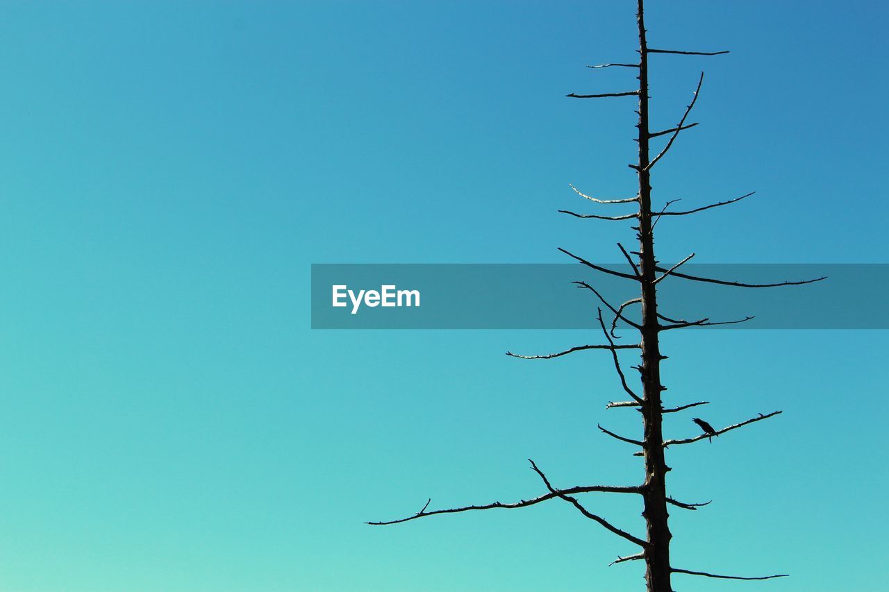 LOW ANGLE VIEW OF BARE TREE AGAINST CLEAR SKY