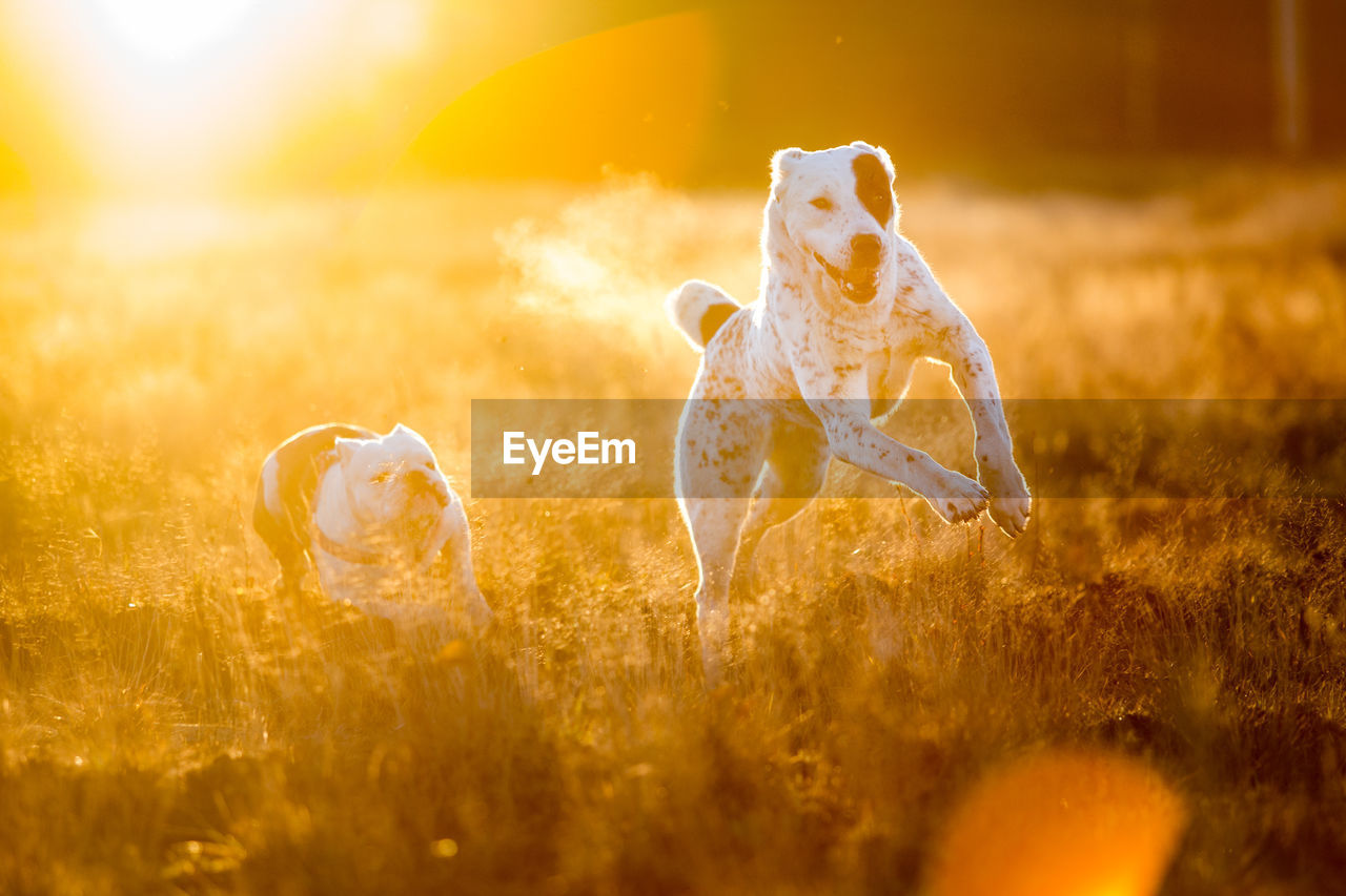 DOG IN A FIELD