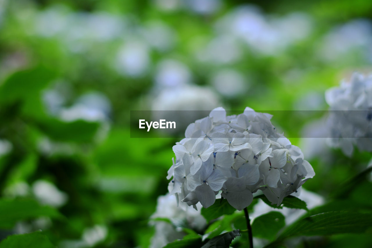 Close-up of white  hydrangea in park