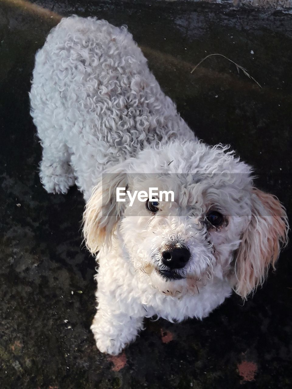 HIGH ANGLE PORTRAIT OF DOG