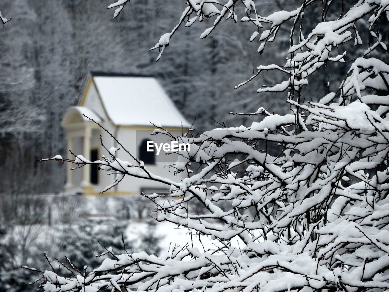 CLOSE-UP OF SNOW ON TREE