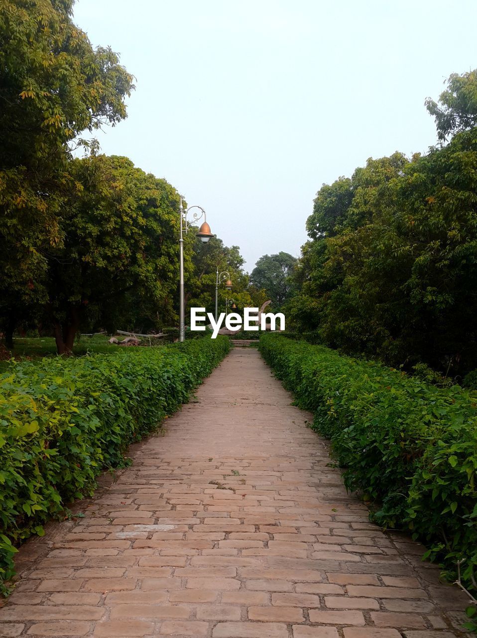 SCENIC VIEW OF TREES AGAINST CLEAR SKY