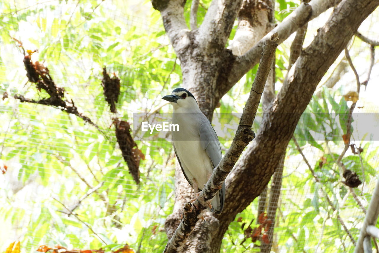 Low angle view of bird perching on tree