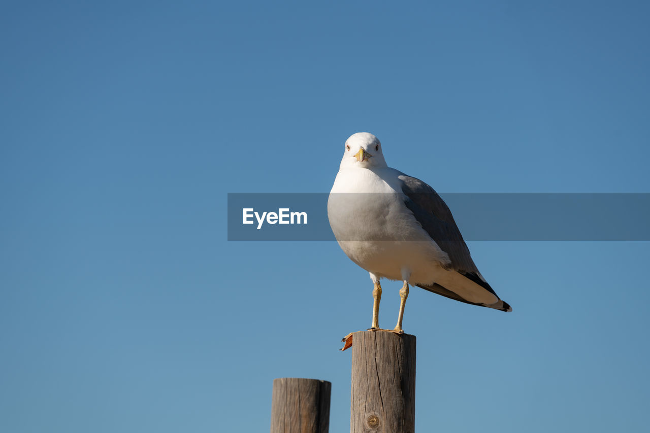 Seagull on a sunny day with a blue sky foreground, in portugal