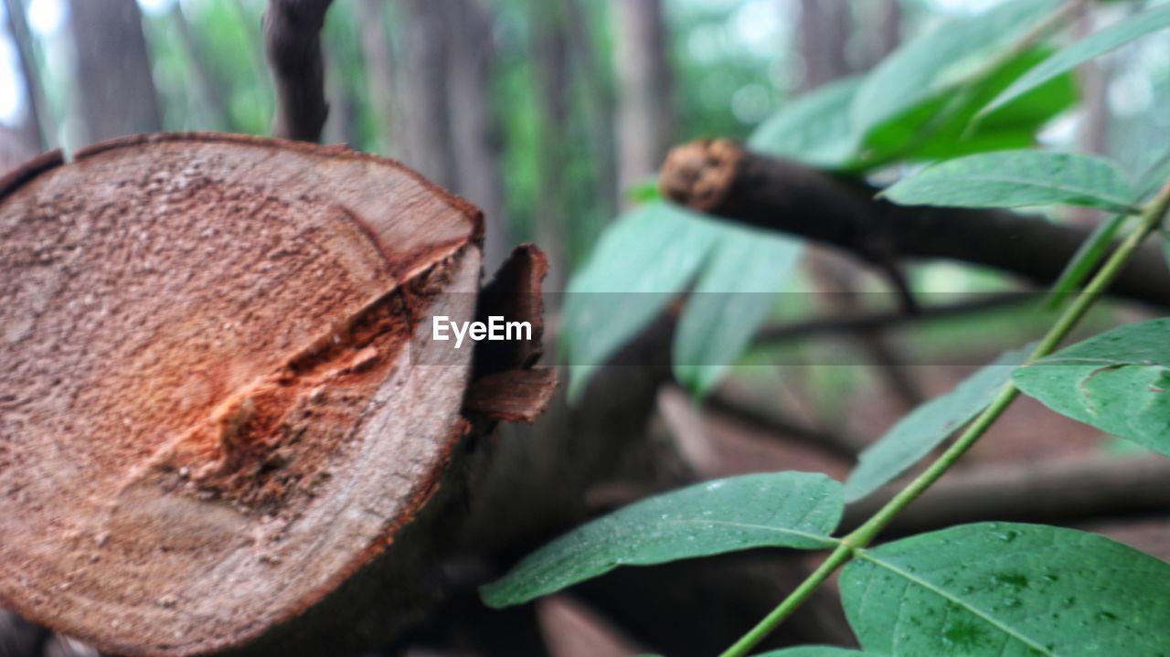 CLOSE-UP OF WOOD