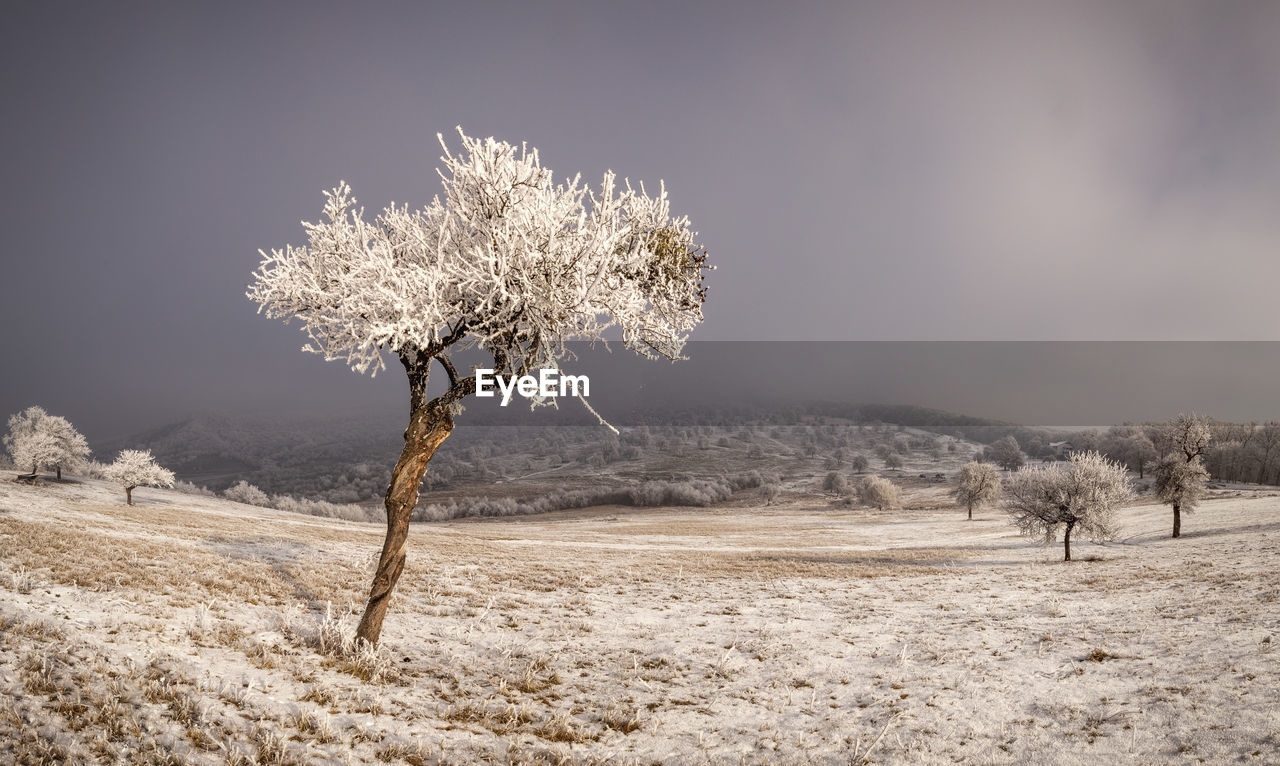 Bare tree on field against sky