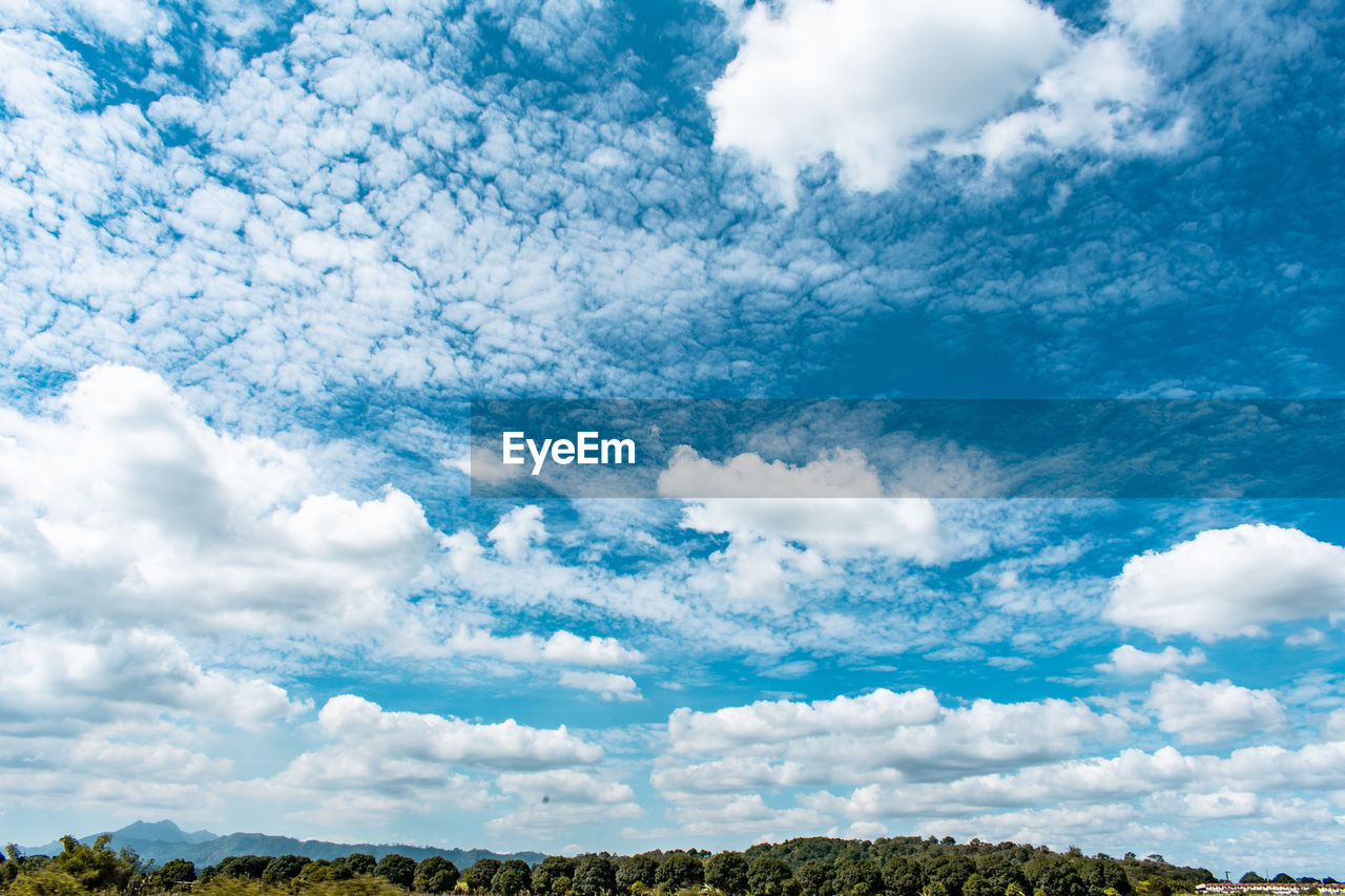 Low angle view of trees against sky