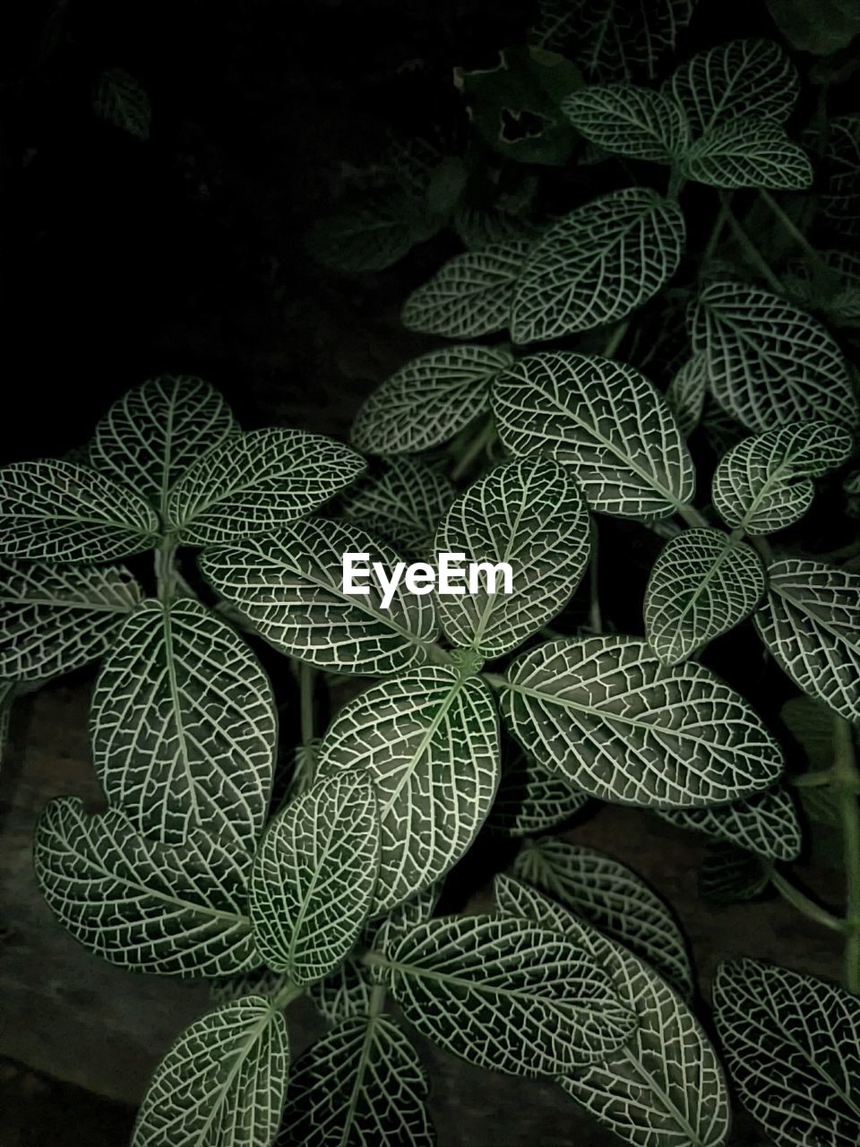 High angle view of plants