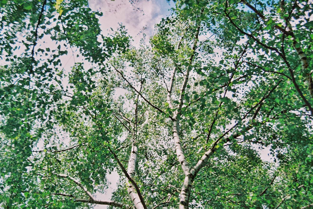 CLOSE-UP LOW ANGLE VIEW OF TREES AGAINST SKY