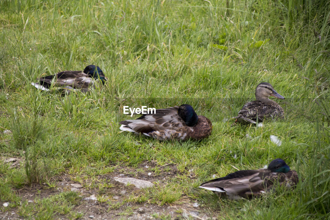 DUCKS ON A FIELD