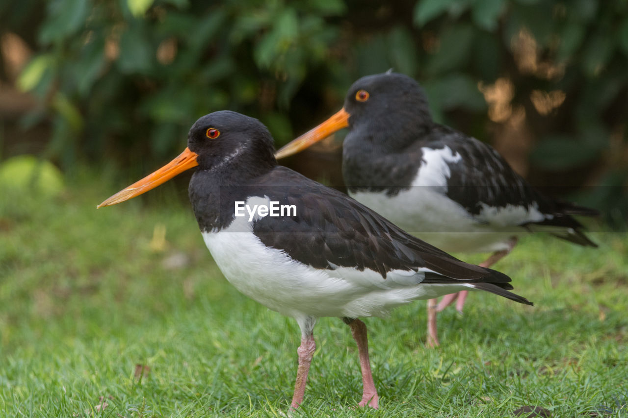 close-up of bird perching on grass