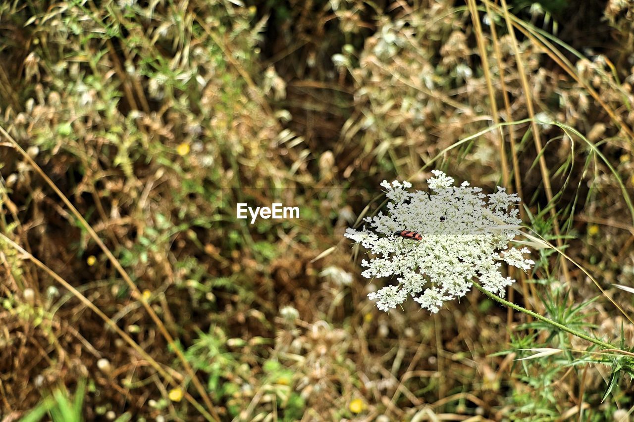 HIGH ANGLE VIEW OF FLOWERING PLANT ON SNOW LAND