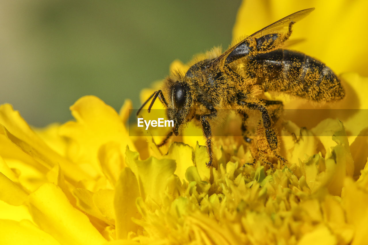 Extreme close-up of bee on flower