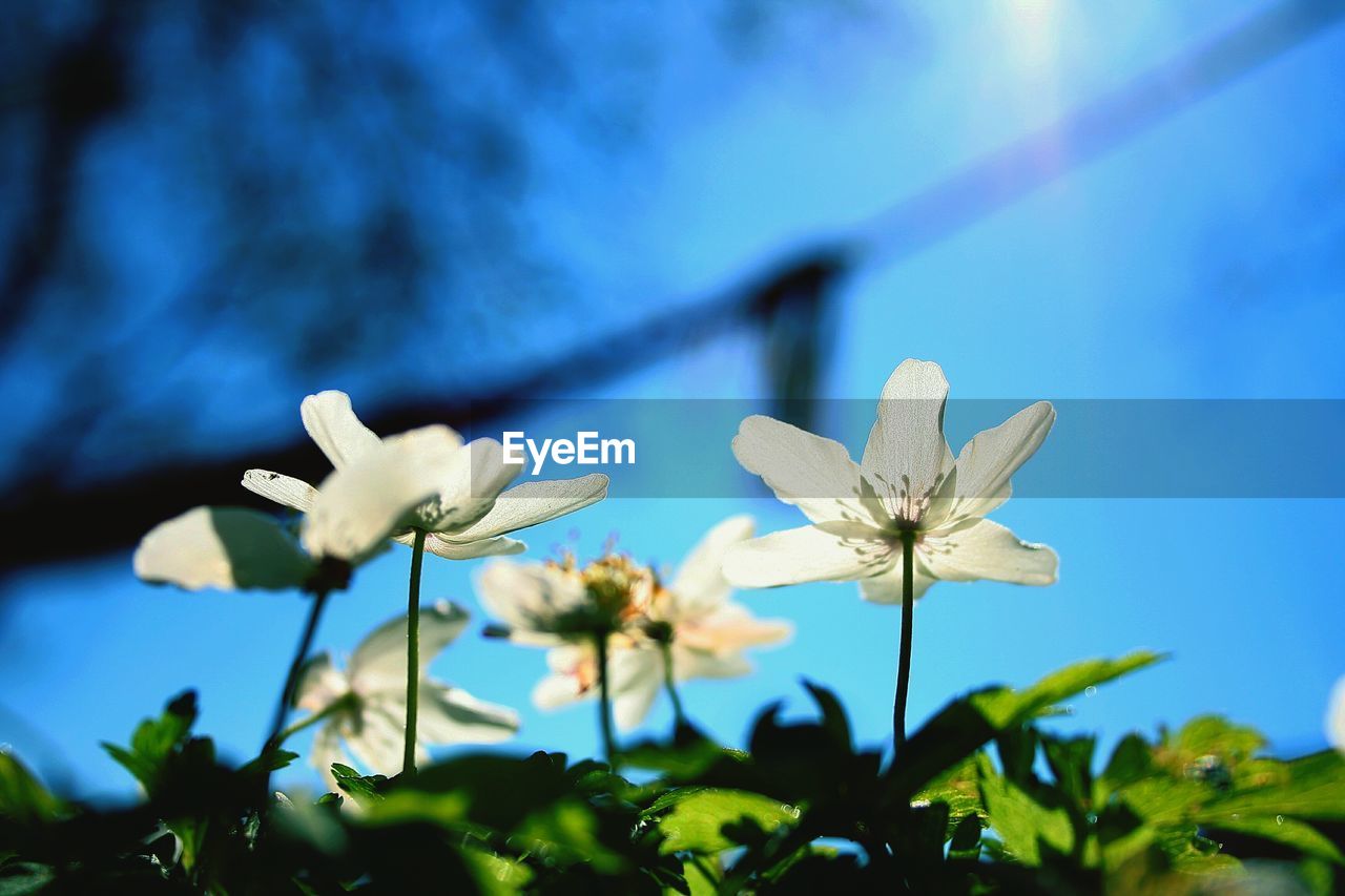 Close-up of white flowers blooming against sky