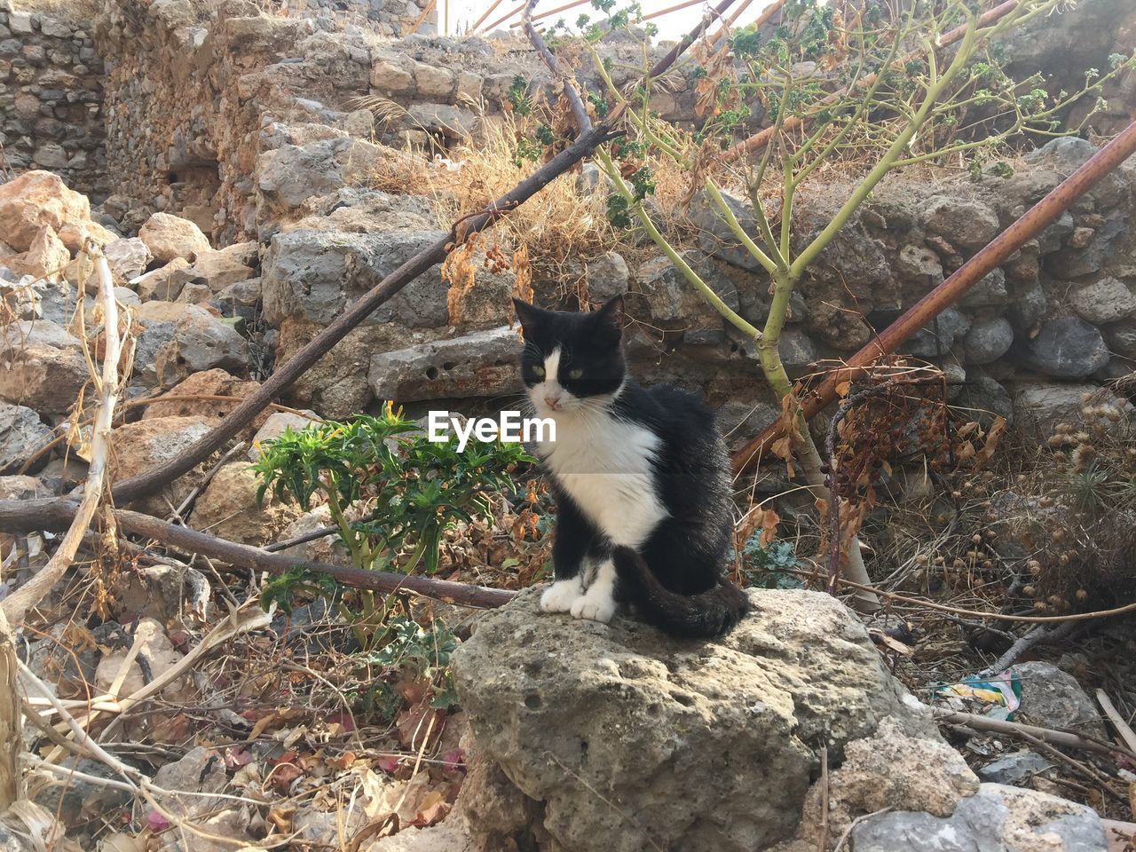 Cat sitting on rock