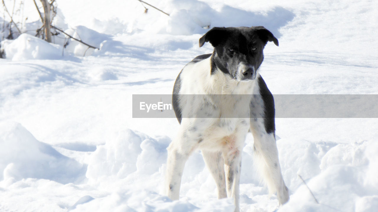 PORTRAIT OF WHITE DOG STANDING ON SNOW FIELD DURING WINTER