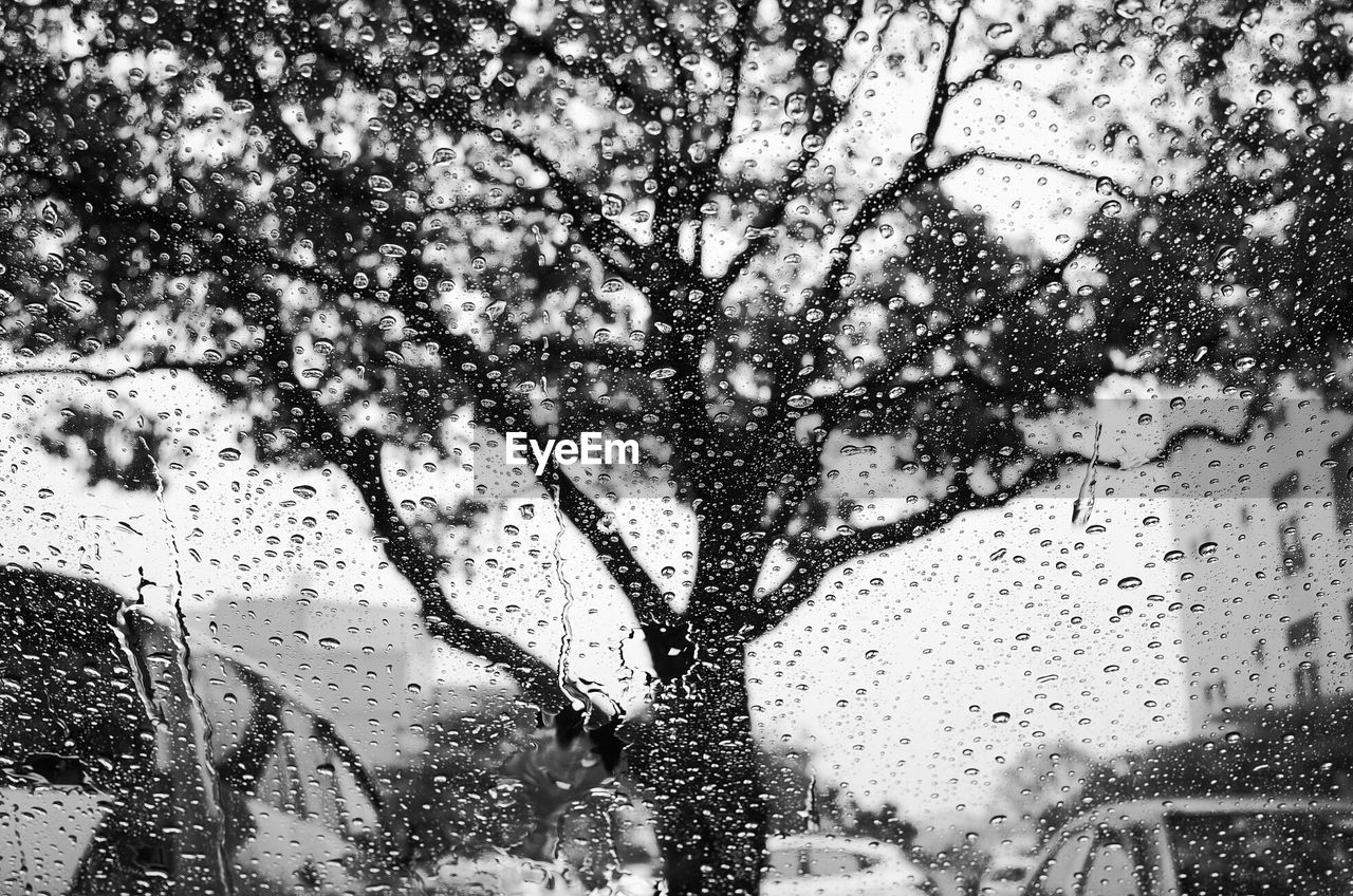 Tree in rain seen through window