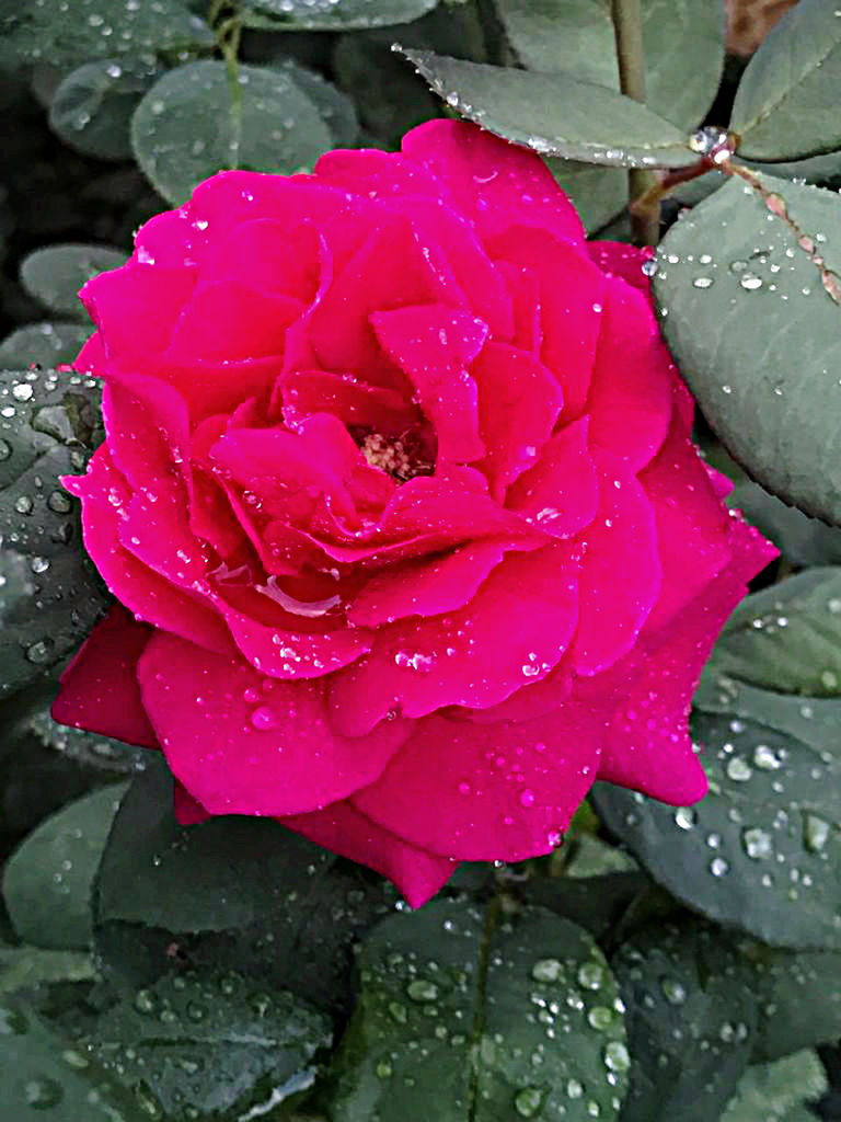 drop, flower, flowering plant, beauty in nature, plant, freshness, wet, water, petal, nature, close-up, fragility, leaf, inflorescence, rose, flower head, plant part, rain, pink, growth, dew, garden roses, no people, raindrop, outdoors, high angle view, magenta, day, springtime