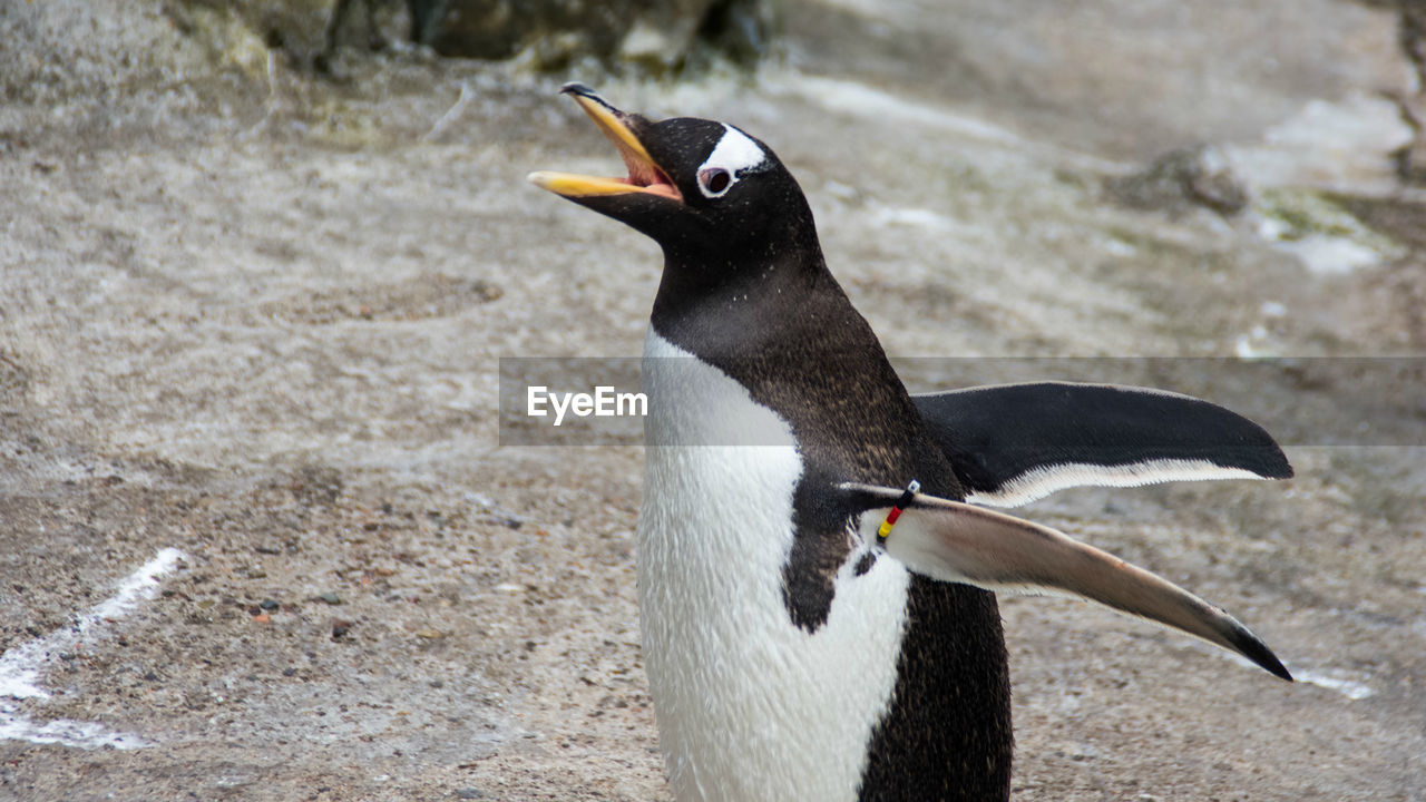 Close-up of penguin